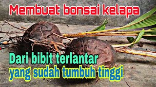 Cara Membuat Bonsai Kelapa Dari Bibit Terlantar Yang Sudah Tumbuh Tinggi