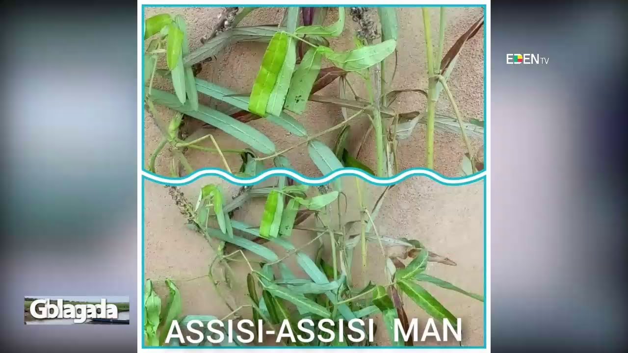 Les vertus de ASSISI MAN | Nuyendévo