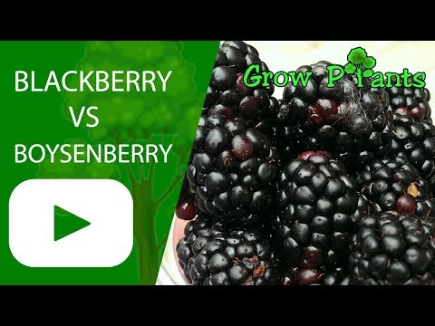 Blackberry VS Boysenberry - What is better to grow