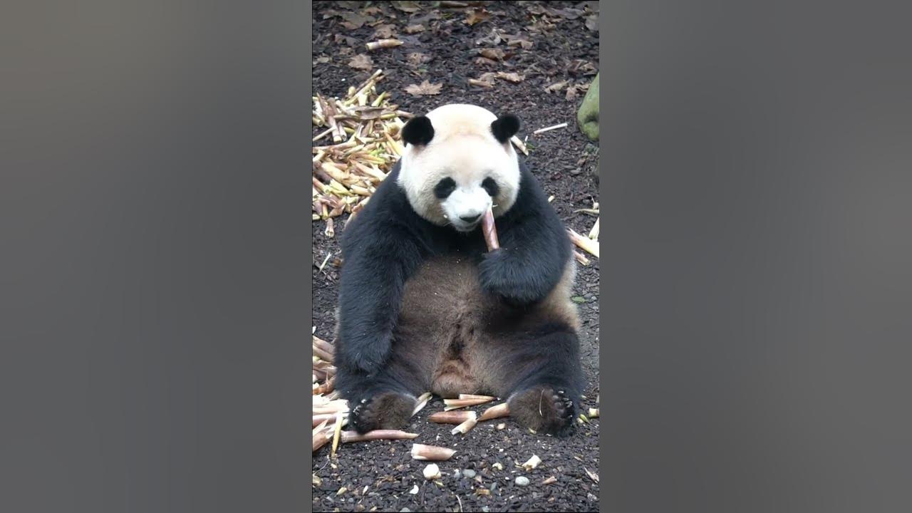 Rourou Panda #cutepanda #cute #animals #zoo - YouTube