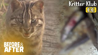 How To Deal With Your Wild Cats Gracefully I Before & After Ep 106