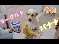 はじめてヨーグルトを食べた時のラブラドールの反応。【令和初動画】
