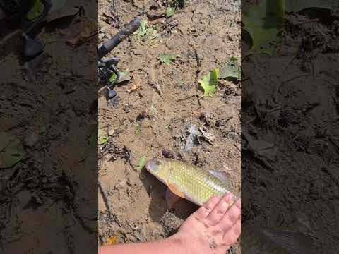 new species of fish