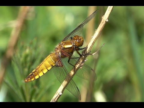 Platbuik Libellula depressa, vrouwtje, vliegend (vertraagd)