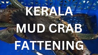 MUD CRAB FATTENING - KERALA