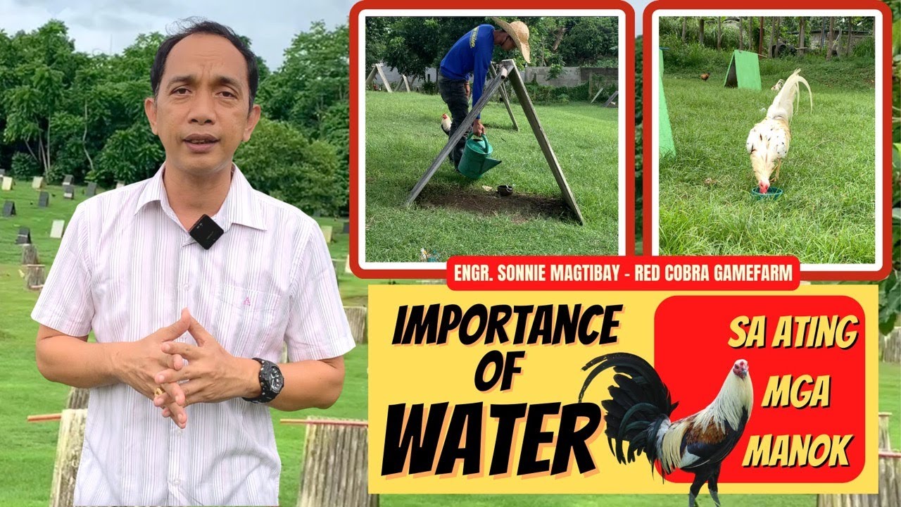 Importance of Water - Tamang Pagpapainom sa mga Alagang Manok kapag Mainit at Maulan