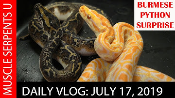 BURMESE PYTHON UNBOXING: July 17 2019