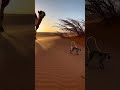 Wild Arena | Camel vs Lion – Ultimate Desert Showdown (8K Ultra Realistic)