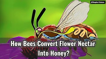 How Bees Convert Flower Nectar Into Honey?