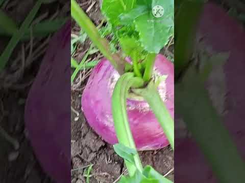 Turnip culture stages of seed to harvest زراعه اللفت من البذره إلى الحصاد