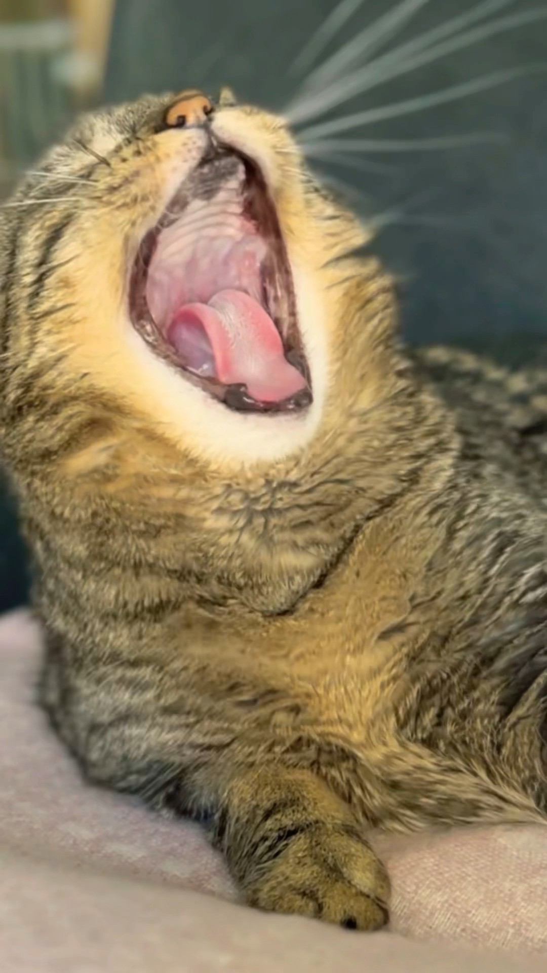 The sound she made when I pet her ? #talkingcat