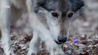 Vivir Con Lobos | Una Historia Fascinante