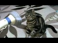 猫パンチ.mp4