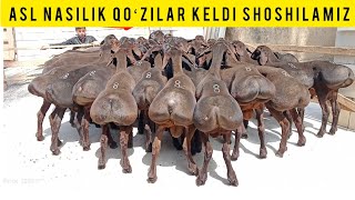 ASL NASILIK QOʻZILAR KELDI SHOSHILAMIZ SONI CHEKLANGAN