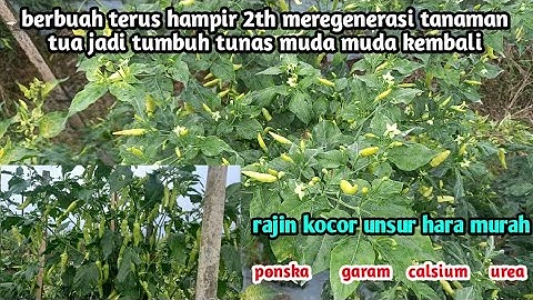 meregenerasi tanaman tua pada cabe jadi tumbuh tunas muda kembali berbuah terus hampir 2 tahun