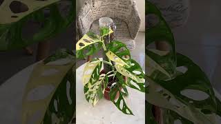 Download Lagu Biarkan dia tumbuh dan berkembang kembali🥺 #plantparent #monsteraadansonii MP3