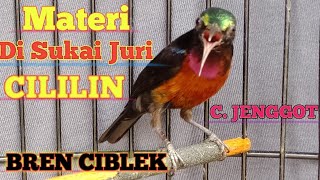 masteran kolibri ninja jernih | masteran konin yang disukai juri digantangan