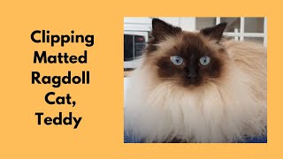 Clipping A Matted Ragdoll Cat