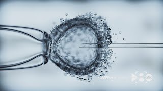 This Denton County divorce case could upend IVF in Texas