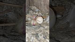 Pigeon breeding tips 💯 kabutar care tips