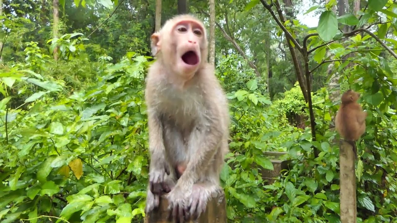 Reaction of Sovana team finding foods After rain they looks hungry