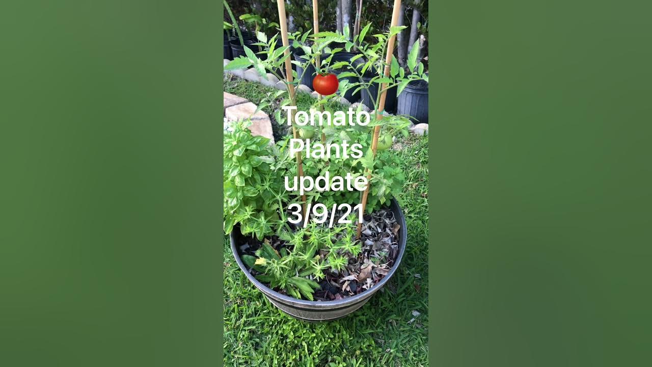 Homegrown Tomatoes Zone 10B Backyard Garden YouTube