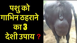 गाय भैंस गाभिन ठहराने का देशी इलाज repeat breeding cow treatment रिपीटर भैंस को गाभिन ठहरने का तरीका