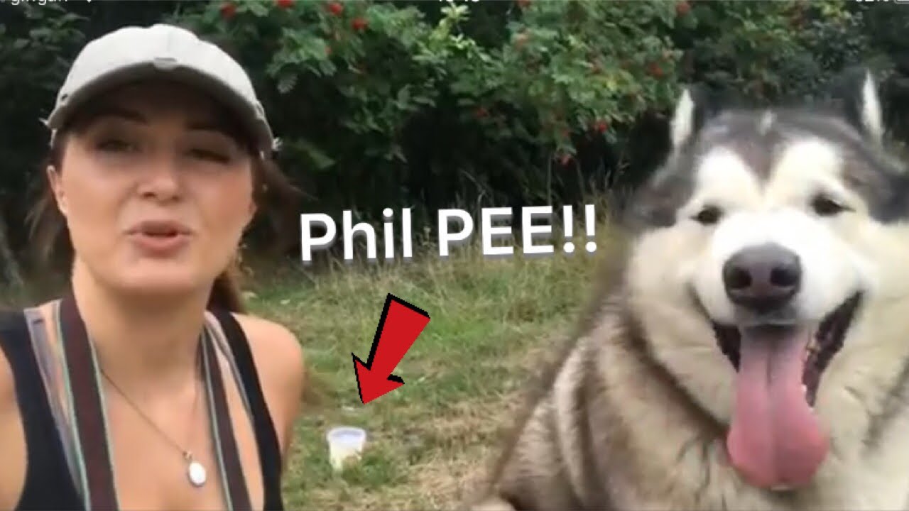 Life With Malamutes Airbnb – Niezapomniane podróże zaczynają się od airbnb.