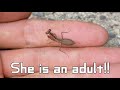 【採集方法】日本最小「ヒナカマキリ」を見つけたら小さすぎた The Smallest Mantis in Japan!!
