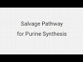 Salvage pathway for purine synthesis |Biochemistry |Microbiology