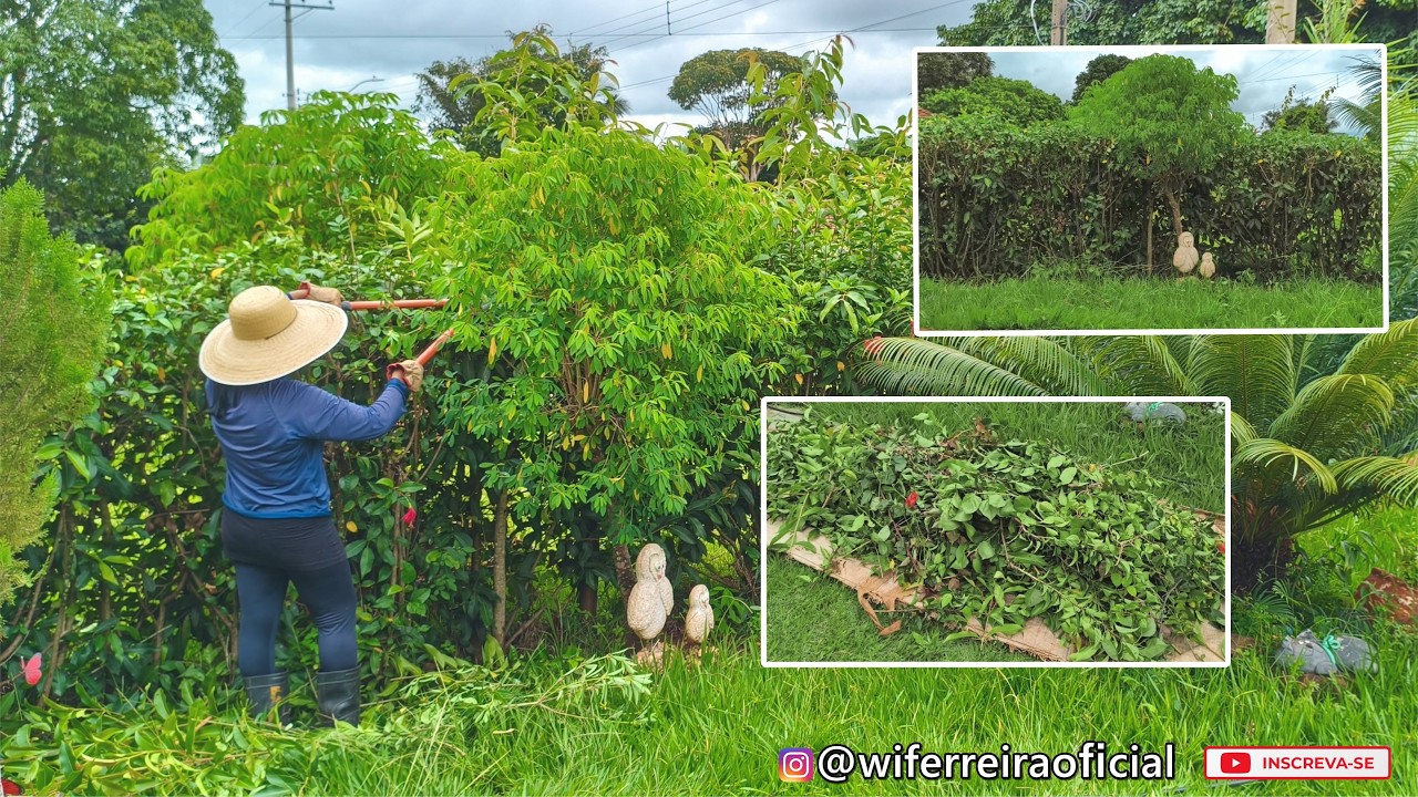 Hora da Poda! ✂ Manutenção na Cerca Viva de Hibisco🌺