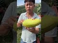 Giant mangoworlds largest mango