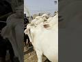 Pakistan’s Most Famous Beautiful 4 Cows 😍 | World Class Beauty Breeds 🇵🇰🐄