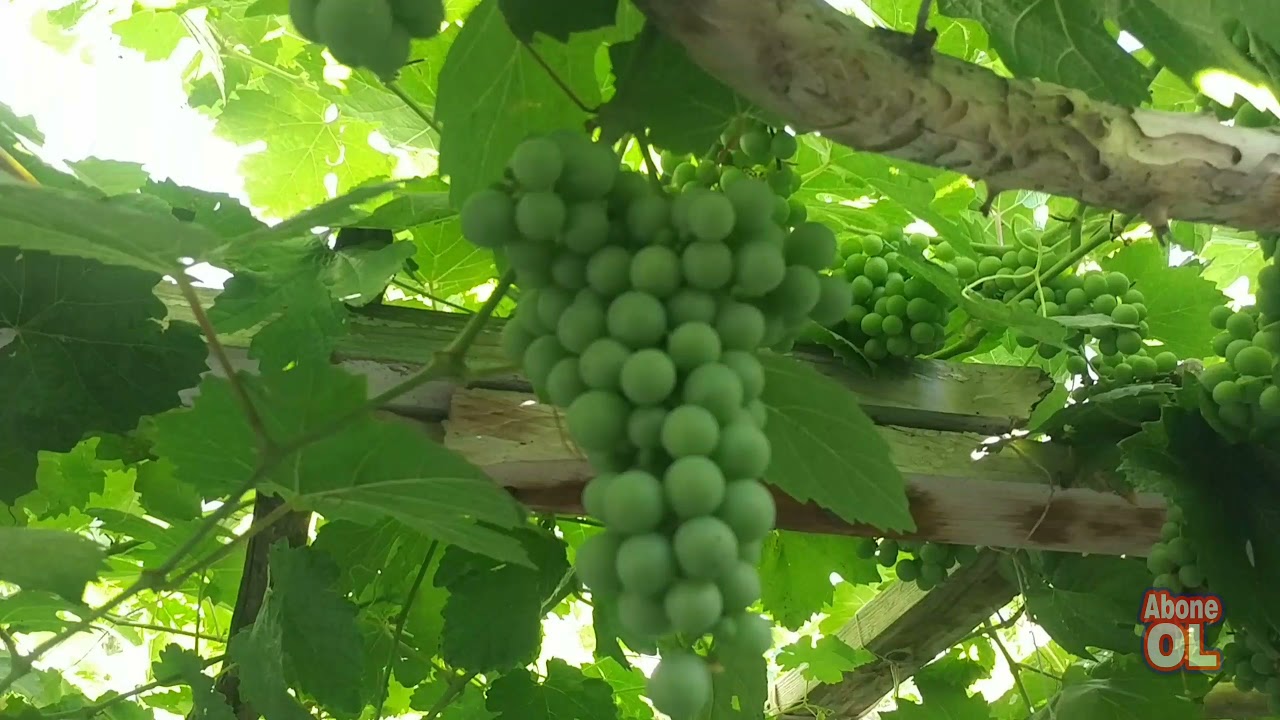 Kabaklı köyü ( güzel evimiz )