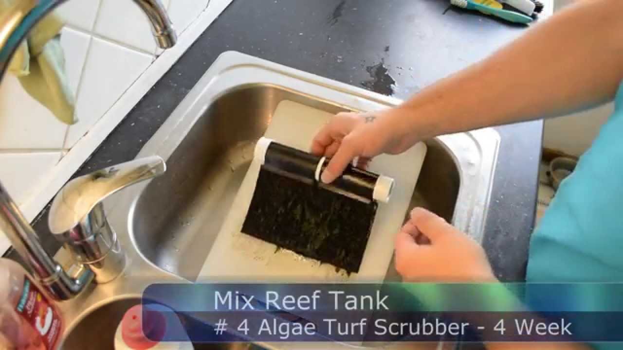 # 4 Algae Turf Scrubber - 4 Week - YouTube