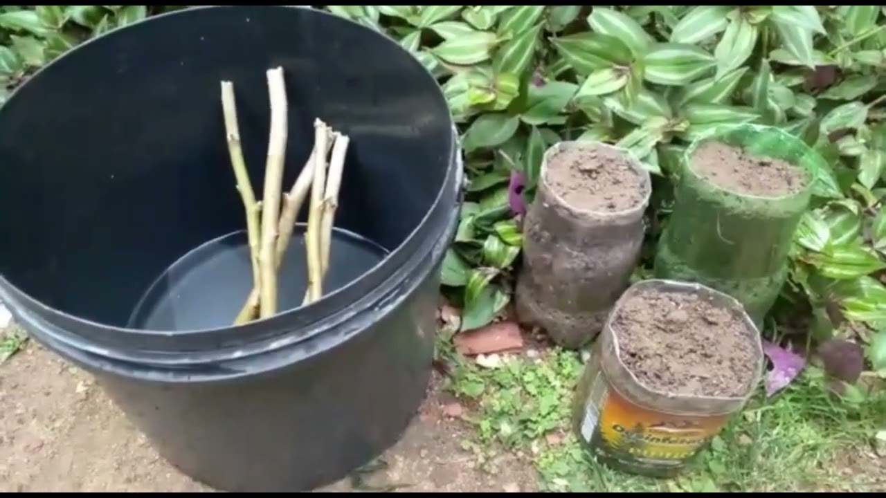 IPOMEA ALBA E MACFADYENA