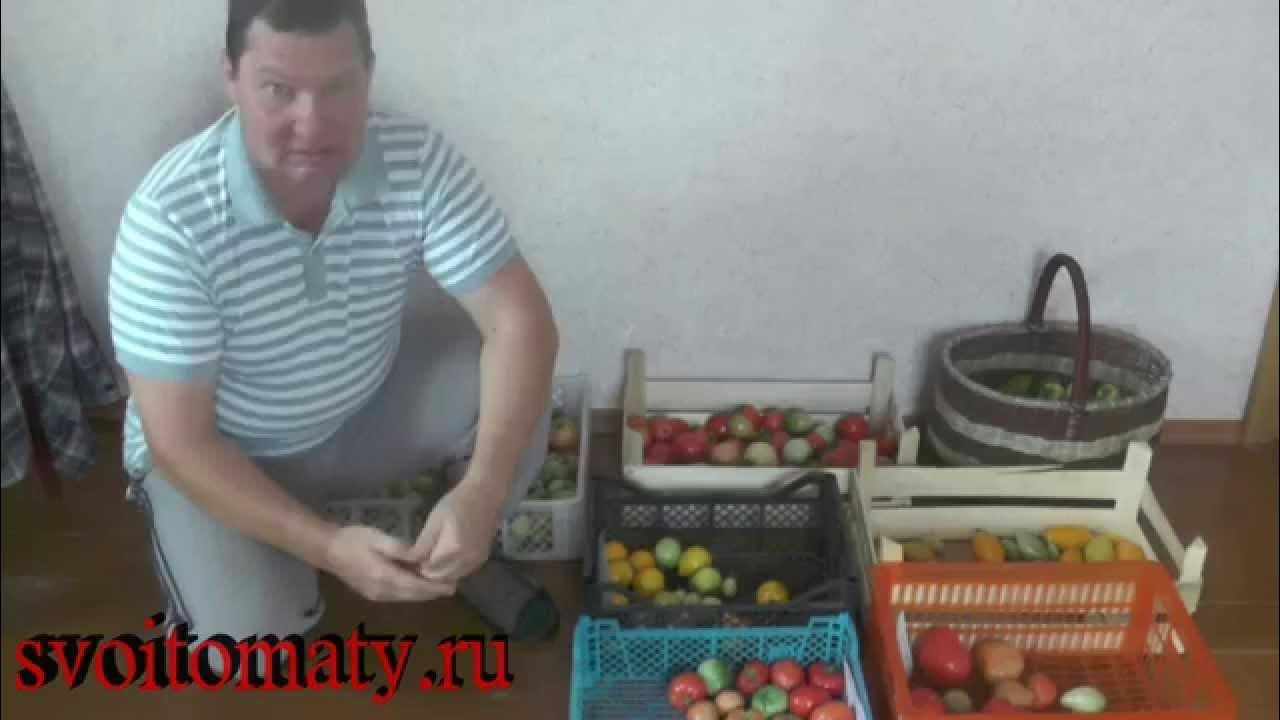 Помидоры дозревают дома как правильно. Помидоры в огороде. Помидоры дозревают дома как правильно. Хранение урожая. Как созревают помидоры.