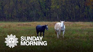 Nature: Wild horses in the Ozarks