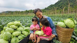 Single mother, harvests cabbage with her two children to sell at the market, man who always loves me
