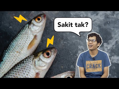 Video: Adakah ikan berasa sakit?