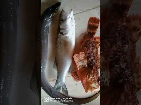 Pesca Robalo Pecheur Pêche Le Bar Fishing Seabassfishing Fyp Viral Explore Foryou 