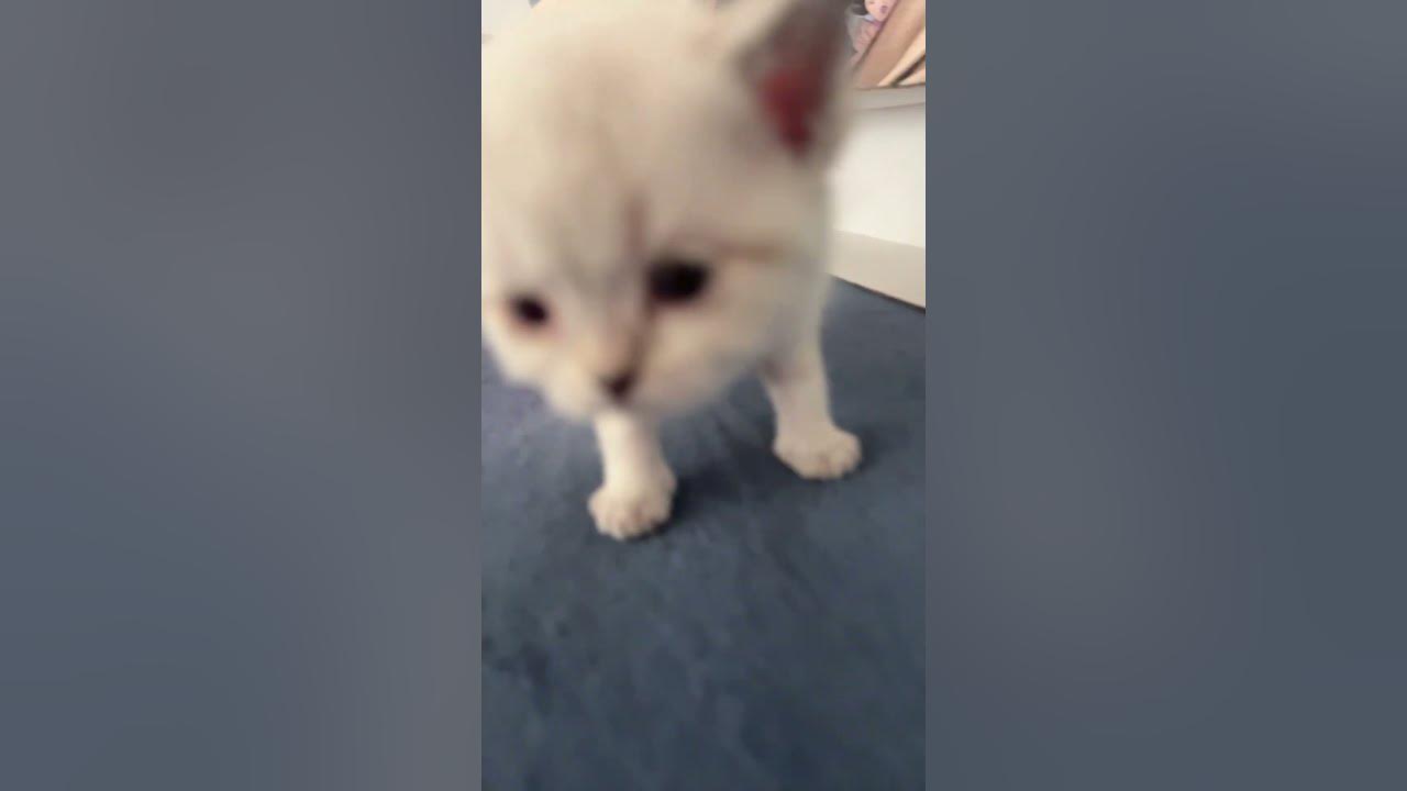 So viele Baby Katzen so süß YouTube