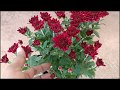How to take care of and grow Chrysanthemums | Guldaudi in Hindi || Sevanthige in Kannada