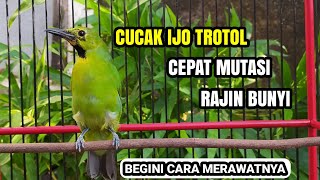 Perawatan CUCAK IJO BAHAN / TROTOL Agar Cepat Mutasi & Bunyi