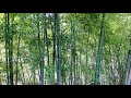 竹林の春　能登４月  ：旅の音景色