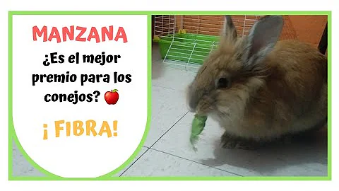 ¿Pueden los conejos comer manzanas?