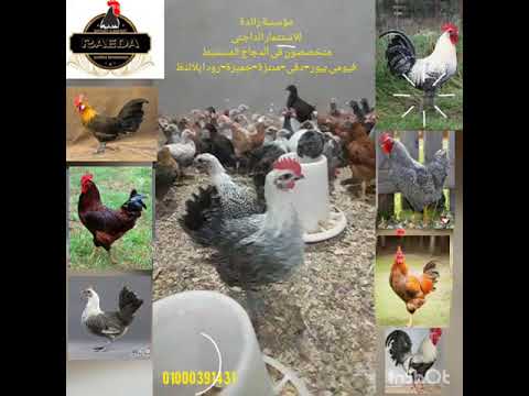 دجاج المستنبط وزارة الزراعه شركة رائدة للاستثمار الداجنى