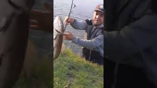 Pesca De Tararira. Concordia -Entre Ríos(Arroyo, Yuqueri Grande)