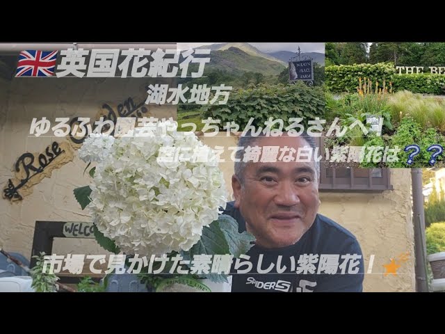 ゆるふわ園芸やっちゃんねるさんへ！市場で見かけた素晴らしい紫陽花