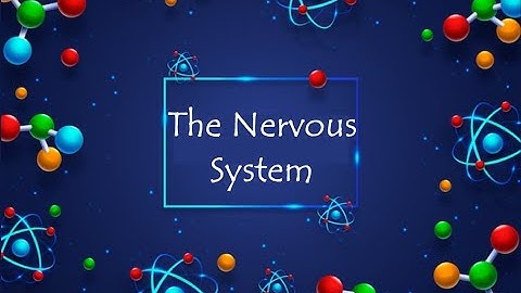 The structure of the nervous system (Vertebrates Vs. invertebrates)